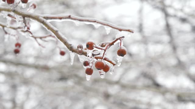 Wonderful view, frost covered young cherry trees