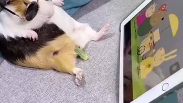 Very cute and funny video