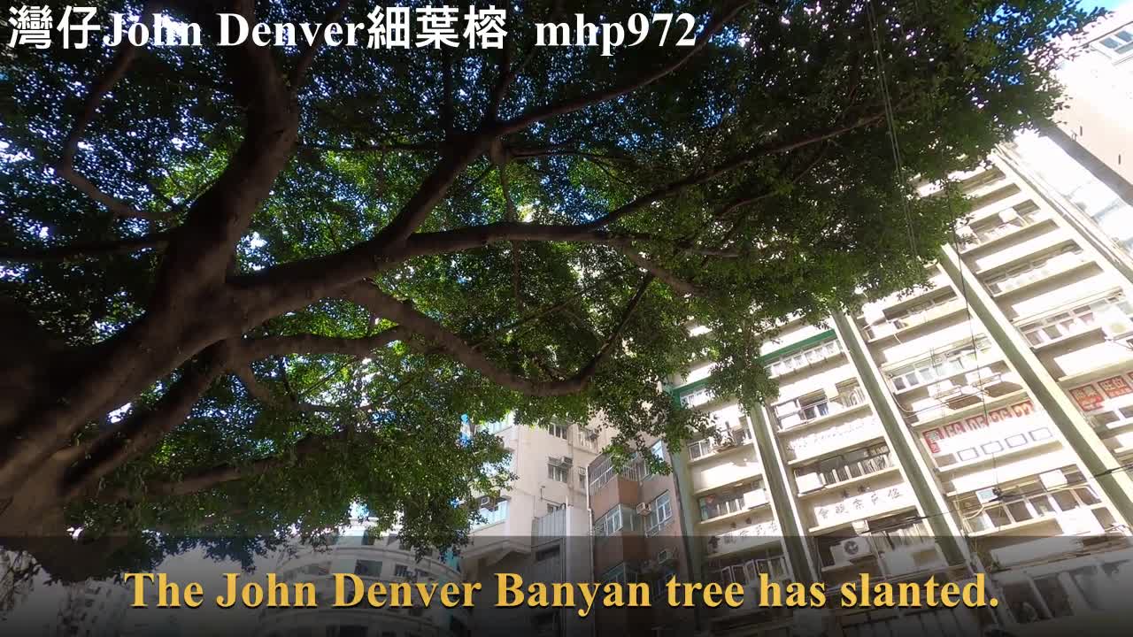 Take Me Home, Country Road之灣仔John Denver細葉榕, Wanchai Chinese Banyan, mhp972, Jan 2021