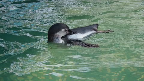 Penguins In The Water