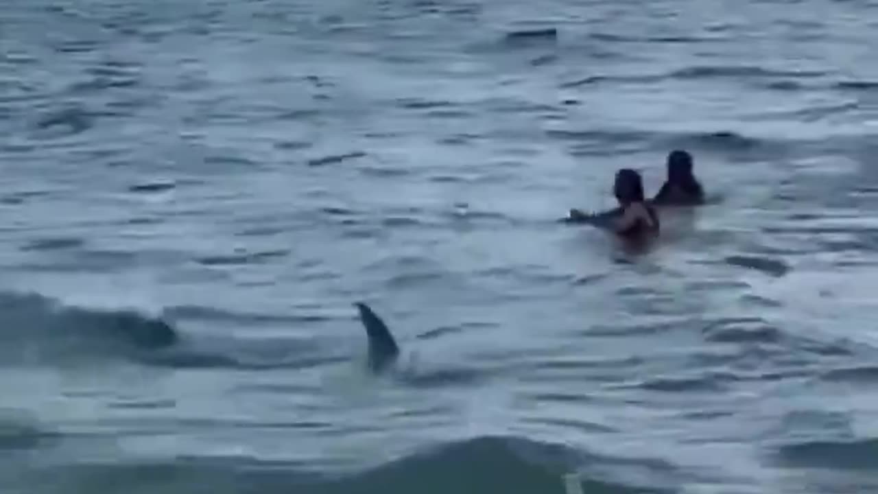 This shark was seen swimming by the shoreline in Miami