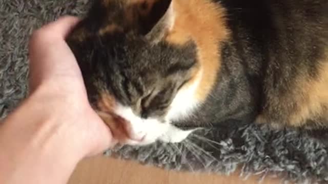 Cute Cat is purring very cutely