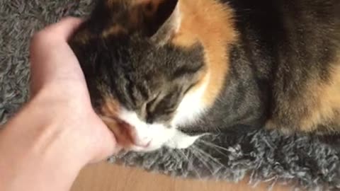 Cute Cat is purring very cutely