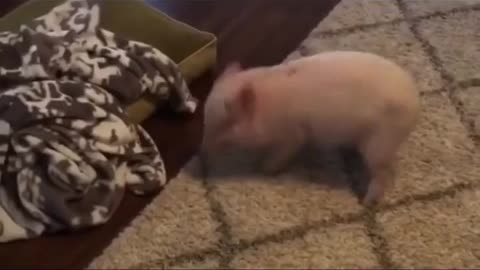 The rotating piglet looks so cute