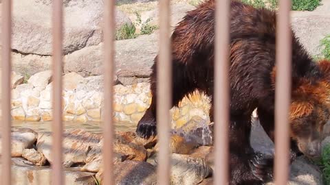 Bear in the zoo. Bear swim in the pool