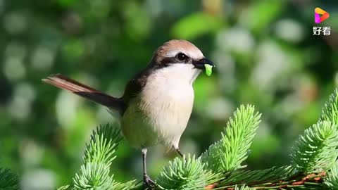 A beautiful bird standing on the treetop