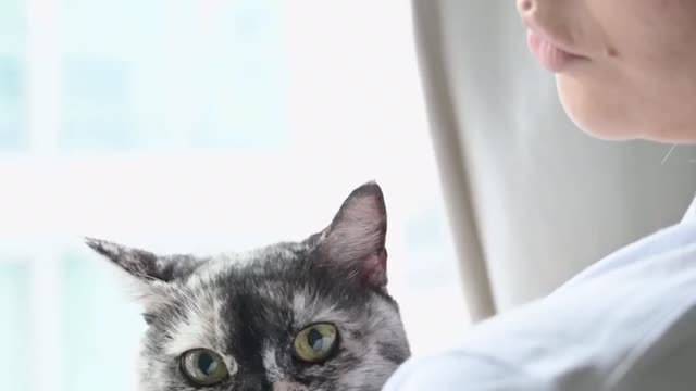 Beautiful Movement Cat Happy Cat
