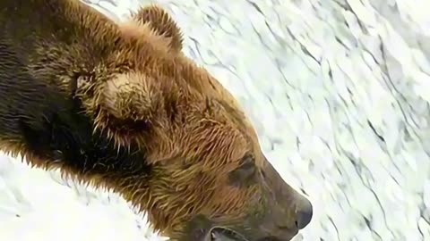 Brown Bear Triumphs at Brooks Falls