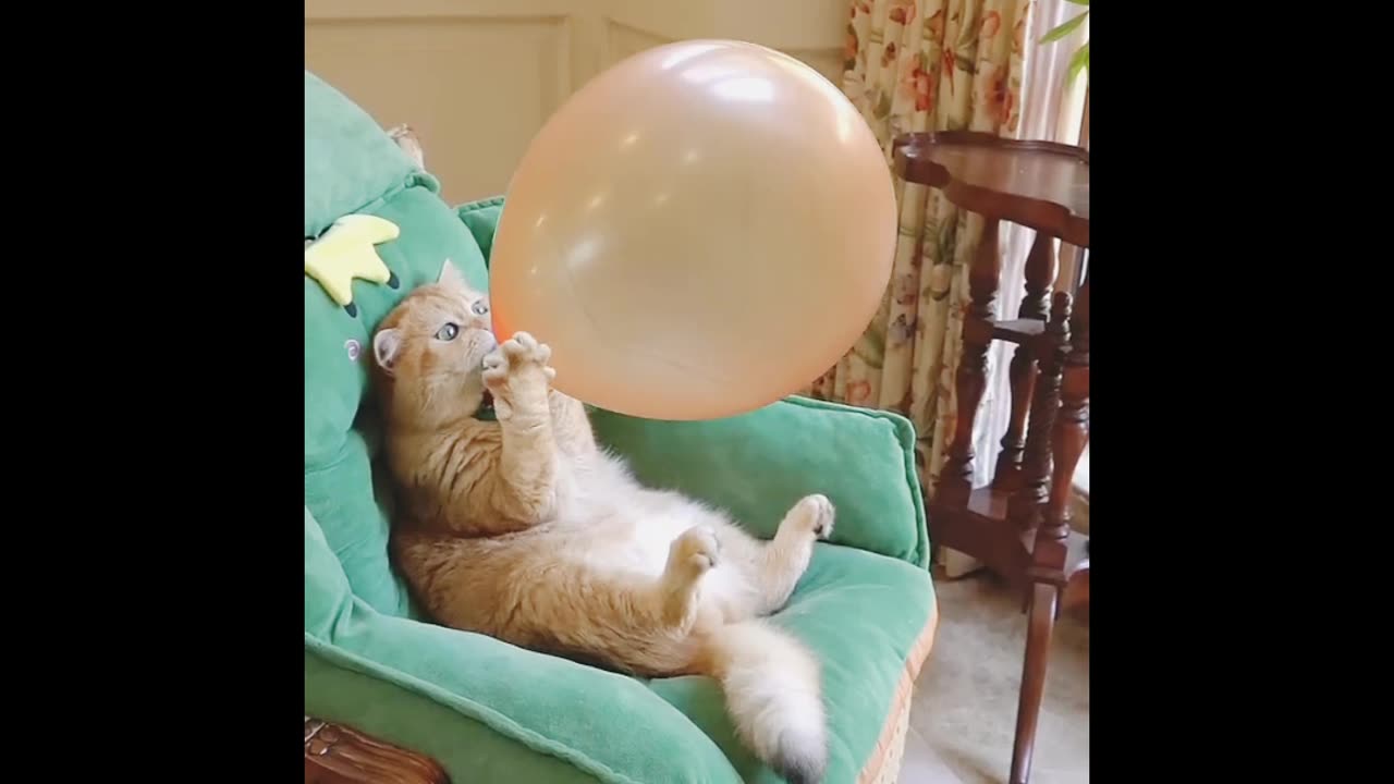 Funny videos cats😺