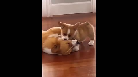 Cute corgi puppy plays with mom