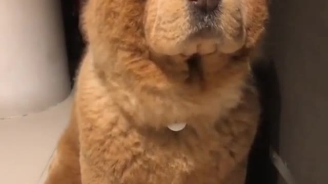 Funny Little Animals