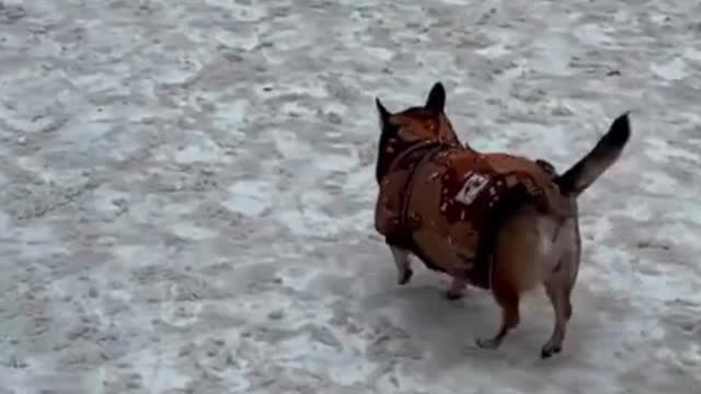 Everyone is good in their own way, gait matters 😊 | funny cute dogs