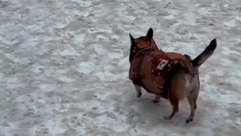 Everyone is good in their own way, gait matters 😊 | funny cute dogs