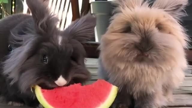 Adorable Shih Tzu Puppies