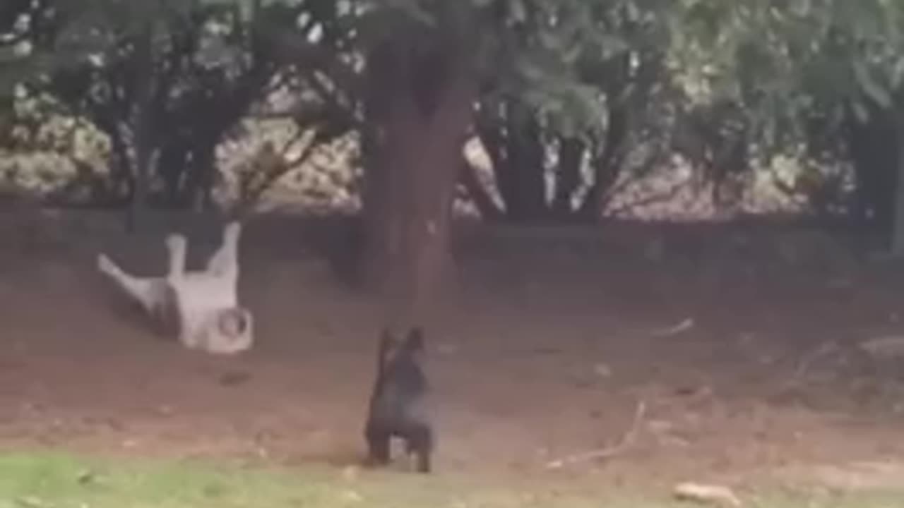 Funny animal video