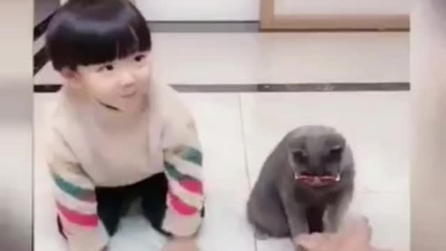 Funny cat -9