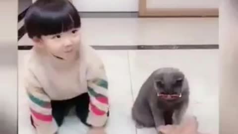 Funny cat -9