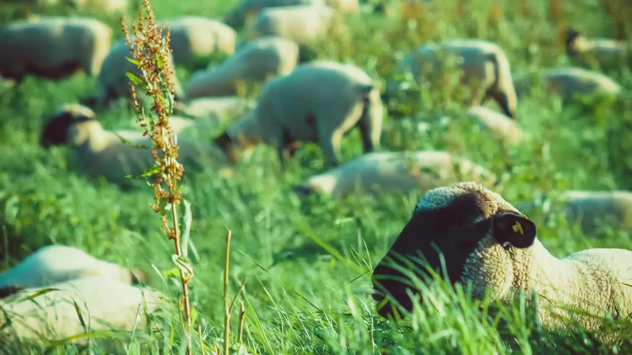 Flock of Sheep Grazing on a Field of Farmland in Germany