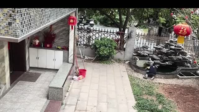 A dog that actually thinks for himself. Amazing!!!!