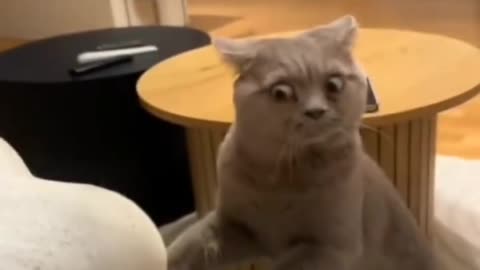funny Animals