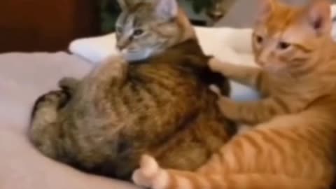cute cats dating