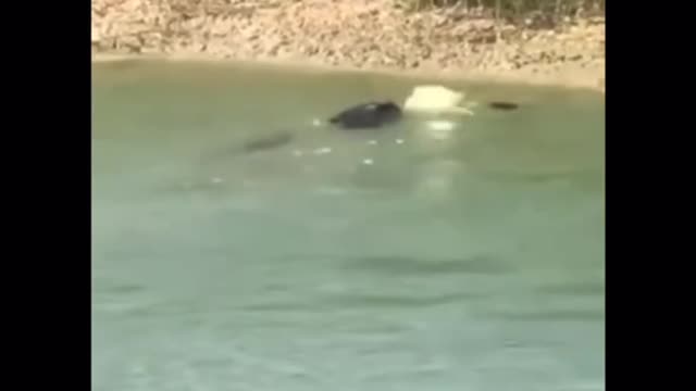Crocodile and snake