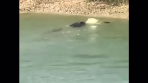 Crocodile and snake