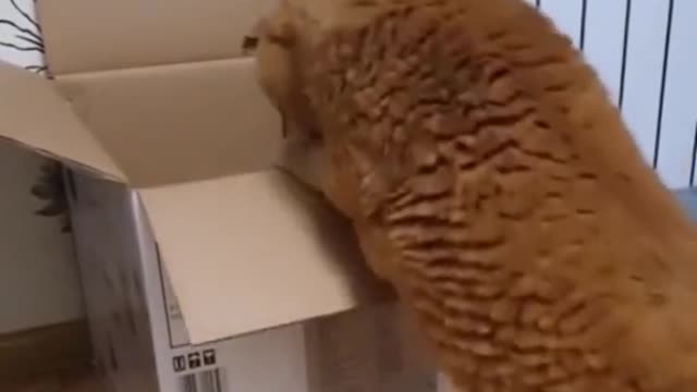 I tried to get into the box but my big butt stop me