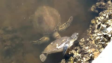 Battling Seaturtles