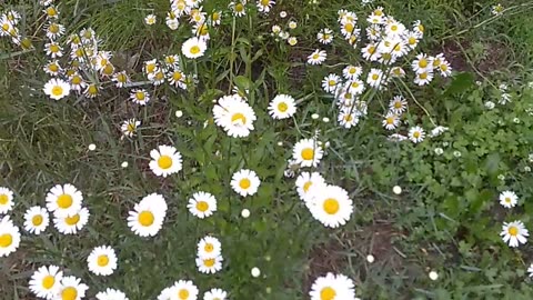 Daisies