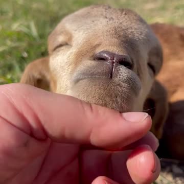 Meet Almond.. The cutest little baby lamb