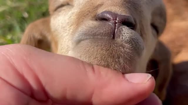 Meet Almond.. The cutest little baby lamb