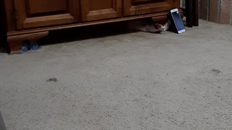 Ferret Steals Phone