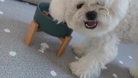 Puppy Jenny's so cute video (27)