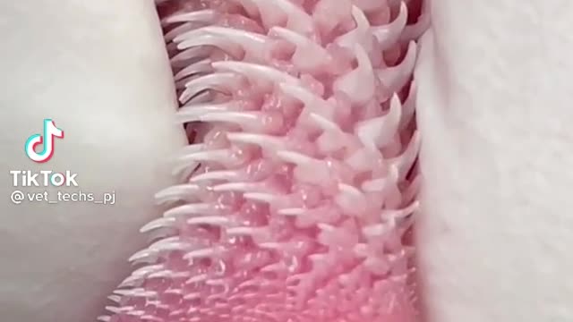 Up Close of Cat's Tongue