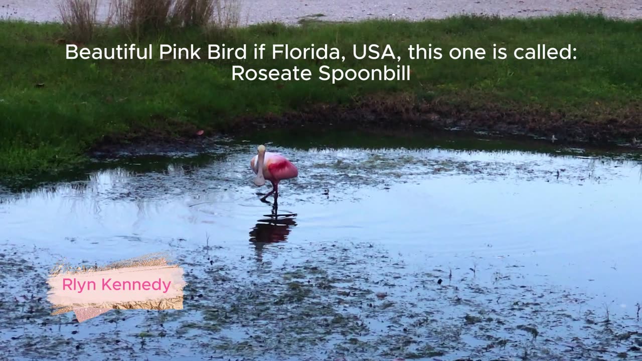 Beautiful Pink Bird if Florida, USA, this one is called: Roseate Spoonbill