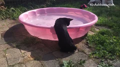 Black cat by pink pool gets scared by finger poke