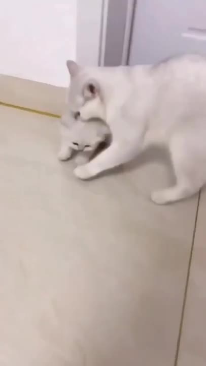 .cute and funny cat shorts❤#shorts #cat #cutecat