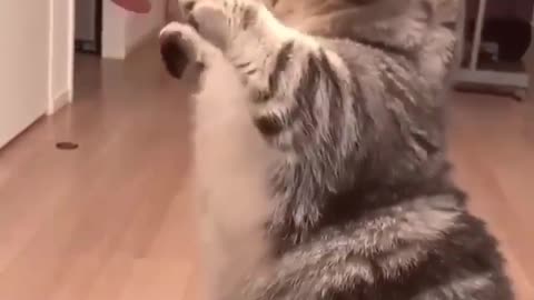 Handy Playing with Caty