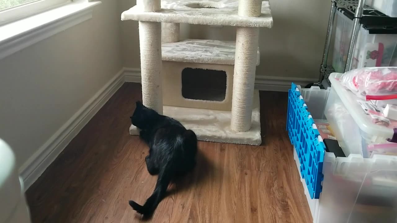 20240714 101954 Tux Coerced to Enjoy the Scratching Posts with Silvervine