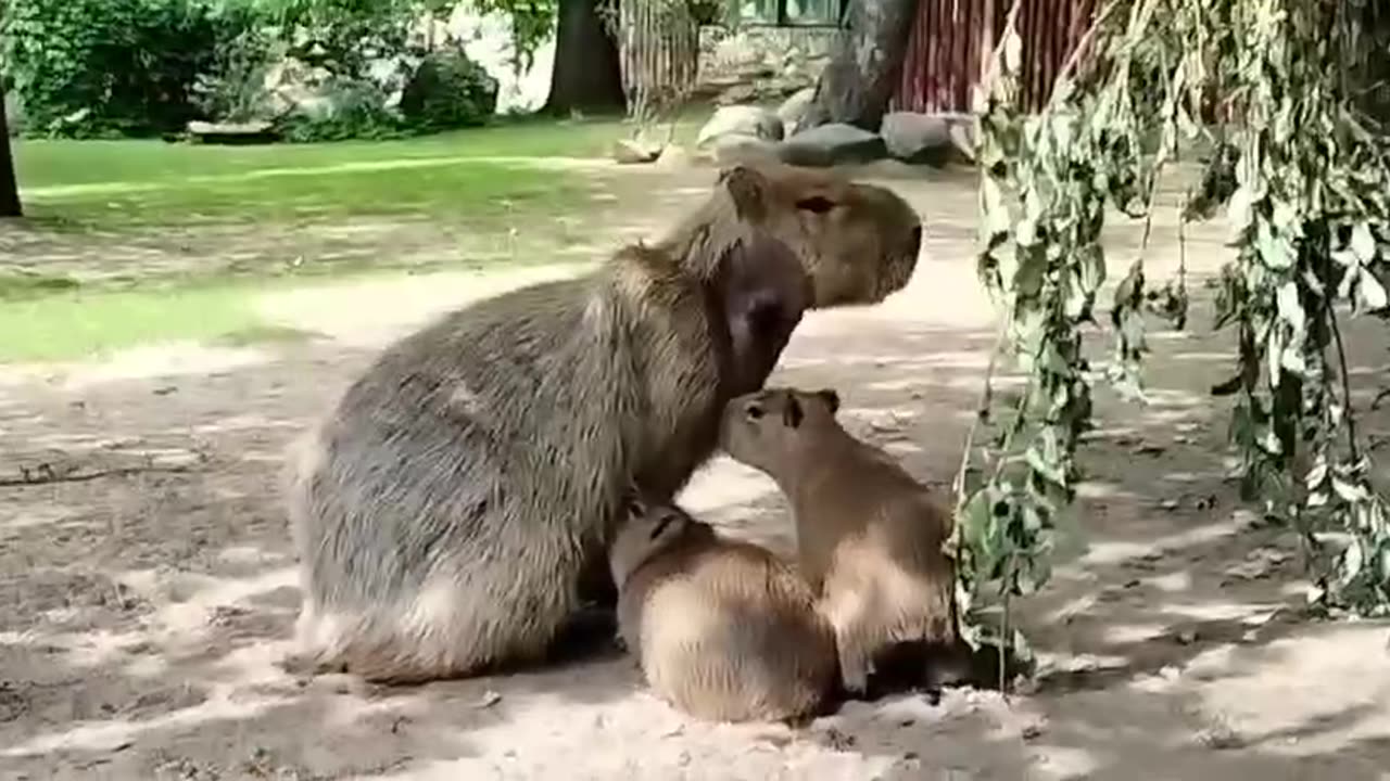 Capybara feeding its young