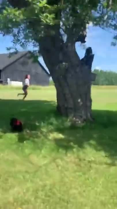 Funny Chickens Chasing... People! Hilarious! Funniest Animals Videos May 2022