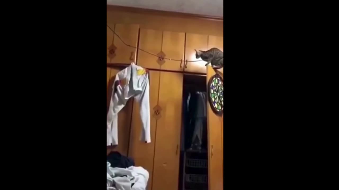 Funniest Cat And Dogs 😂 Funny Animal Videos