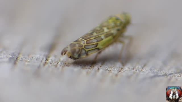 Insect Toilet