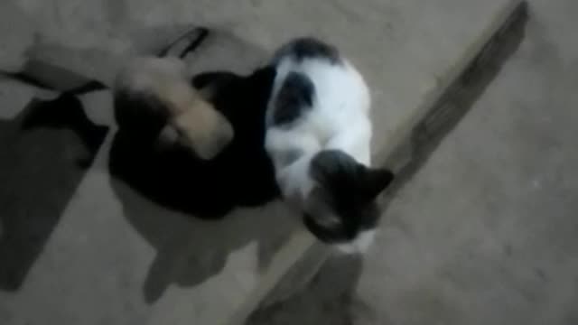 Los gatito jugando