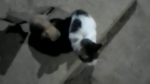 Los gatito jugando