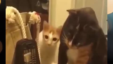 funny and cute cats