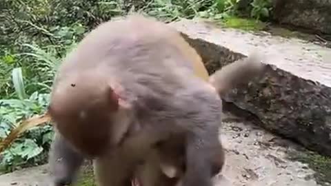 Best Funny Monkey Videos, #21, Cute Baby Monkey, Monkey Happy Family,