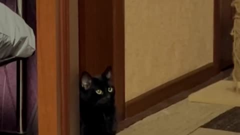 See how the cat condemns the world around her in this amazing video!