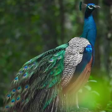 Pet Cats Beautiful Bird And Animal 4K HD Adorable Photography By Nature.